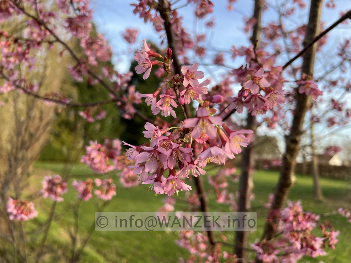 Prunus incisa Paean 02.jpg